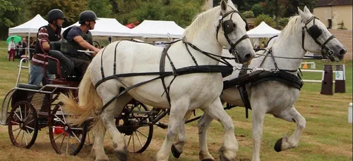 Nocé attend les plus beaux percherons
