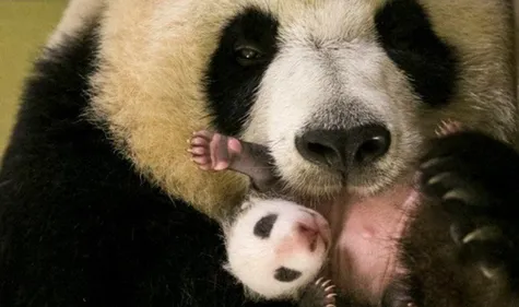 Beauval : Mini Yuan Zi fête son premier mois !