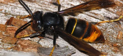 Frelon asiatique : Alençon soutient la lutte