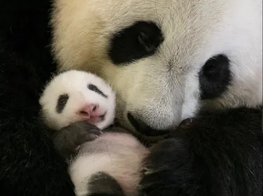 Il ouvre ses yeux pour la première fois et met les réseaux sociaux...