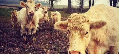 Nouveau farm-dating en Mayenne