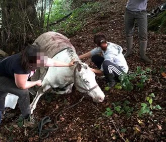Un cheval sauvé par les pompiers ornais