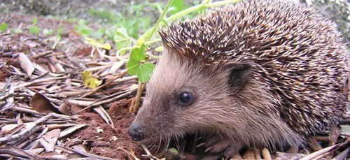 Le Mans : lâcher de hérissons à l’Arche de la Nature