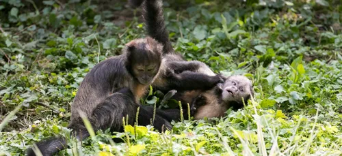 Beauval recrute 300 personnes