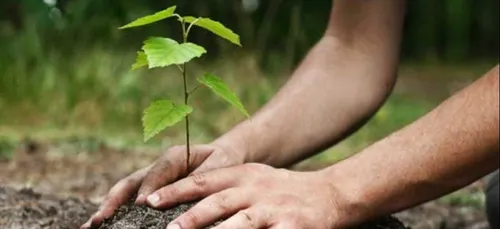 En Mayenne, objectif 300 000 arbres plantés en 2020
