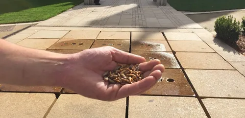 Un burger aux insectes sur les marchés