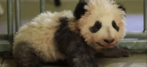 Loir-et-Cher : Nicolas Sarkozy à Beauval mercredi