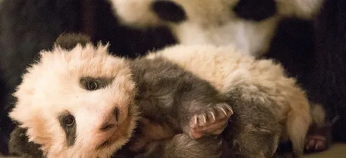 Vidéo : le bébé panda s’appelle désormais Yuan Meng