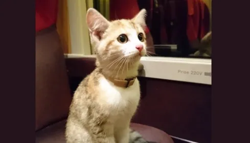Le chaton aventurier s’offre un tour de train en Sarthe