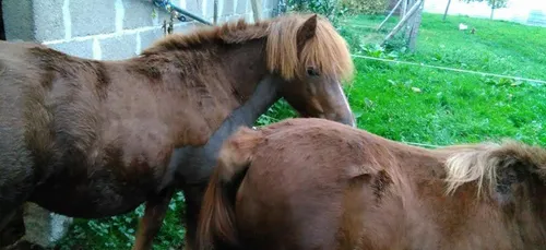 Trois chevaux perdus près de Nogent-le-Rotrou