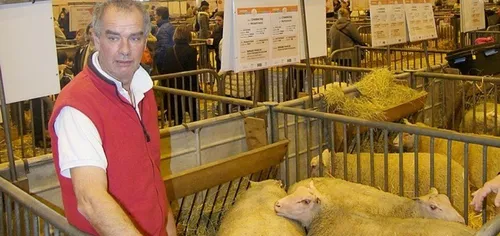 François Bernard et ses béliers de race championne !