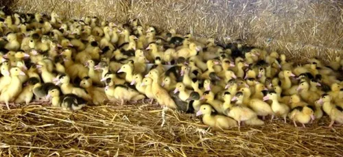 Précigné : un cas d’influenza détecté dans un élevage de canards