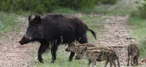 Sanglier en Mayenne : feu à volonté !