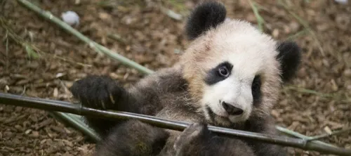 Beauval : bébé panda à l’air libre