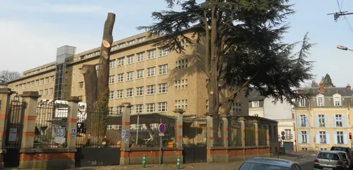 Le Mans : deux cèdres centenaires en moins