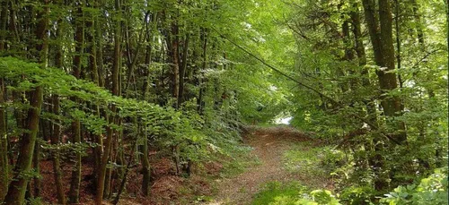 "Arrêtons de dire qu’il ne faut pas couper des arbres !"