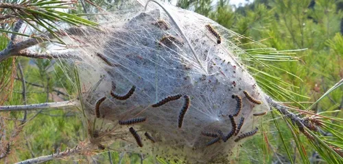 Pourquoi Nogent-le-Rotrou a dû couper 70 arbres
