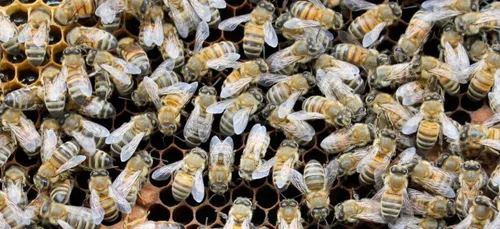 Essaims d'abeilles : laissons faire les apiculteurs