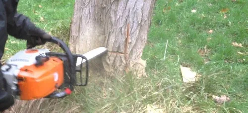 Cherreau : l'arbre tombe sur les lignes électriques