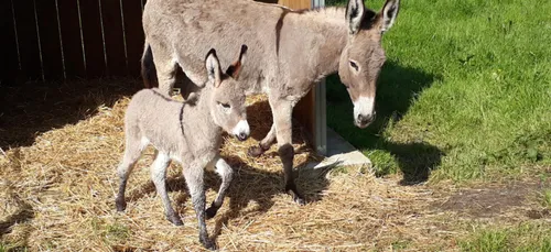 Le Mans : un ânon naît à l'Arche de la Nature