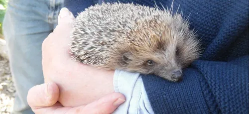 De nouveaux hérissons à l'Arche de la Nature