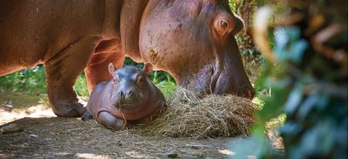 Un bébé hippopotame est né à La Flèche