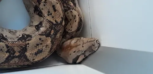 Le Mans : le serpent avait fugué