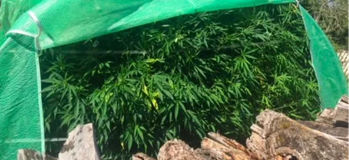 Sarthe : une plantation de cannabis débusquée