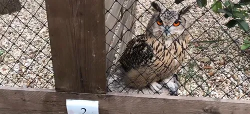 [VIDÉO] Le Bois des Aigles a pris son envol