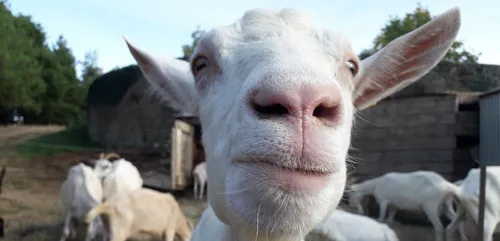 Une nouvelle "ruche" à Château-Gontier