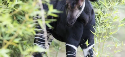 Zoo de Beauval : le petit okapi se porte bien