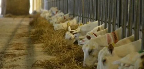 Naveil : comment transmettre son exploitation ?