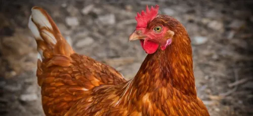 A Nogent-le-Rotrou, une mini-ferme pour les fêtes place Saint-Pol