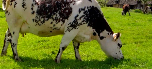 Plus de 30 000 euros pour "normandiser" le cheptel