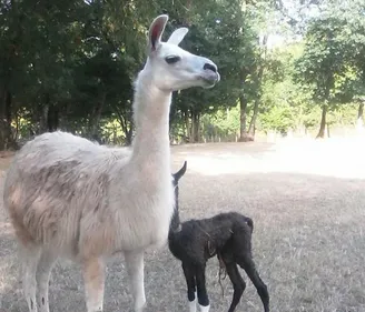 Sarthe : alerte pour sauver deux bébés lamas volés