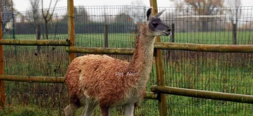 Ce lama divague depuis un mois en Mayenne