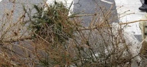 A Nogent-le-Rotrou, on rassemble les vieux sapins de Noël