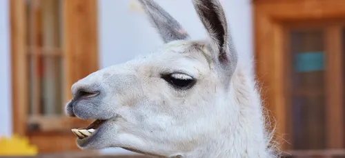 Un lama chez l'opticien