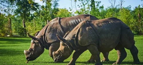 Zoo de La Flèche : 70 postes à pourvoir pour la haute saison