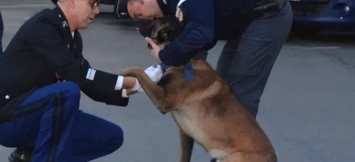 Une médaille pour Ginko, le chien des gendarmes de Château-Gontier