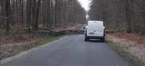 Sarthe : vent fort et chutes d'arbres