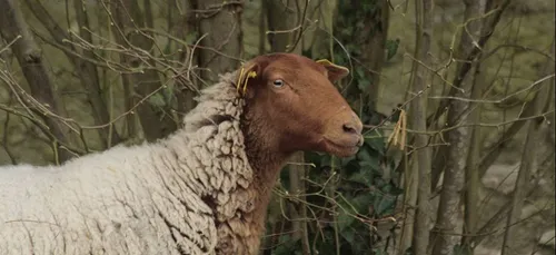 Château de Talcy : les brebis assurent l’entretien