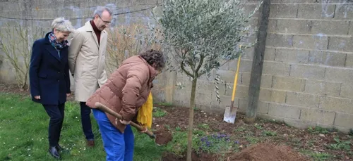 Sarthe : un olivier planté à Louvigny contre l'antisémitisme