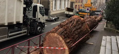 Au Mans, l’abattage d’un gigantesque séquoia en cœur de ville