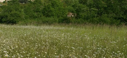 En vallée du Cher, un concours pour valoriser prairies et productions