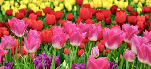 Le printemps des tulipes à Cheverny