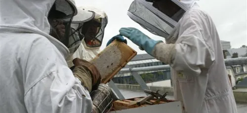 A Blois, s’annonce la récolte du miel des abeilles d’Agglopolys