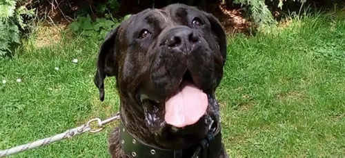 Verneuil-sur-Avre : sa femme le filme en train de violer la chienne