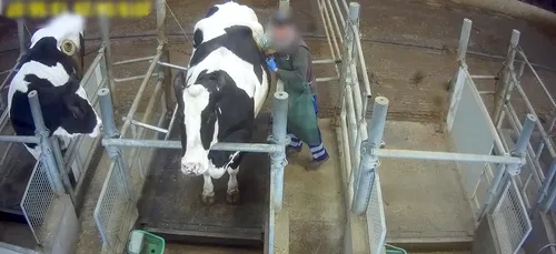 Sarthe : la vidéo choc de l’association L214