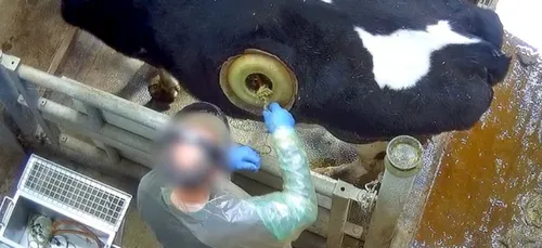 Vaches à hublot en Sarthe : le groupe Avril se justifie